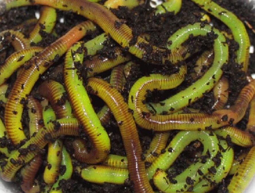 Legend Lab   Worm Glo Turns Live Worms Chartreuse   Fishing 1 Oz. Bulk Saver
