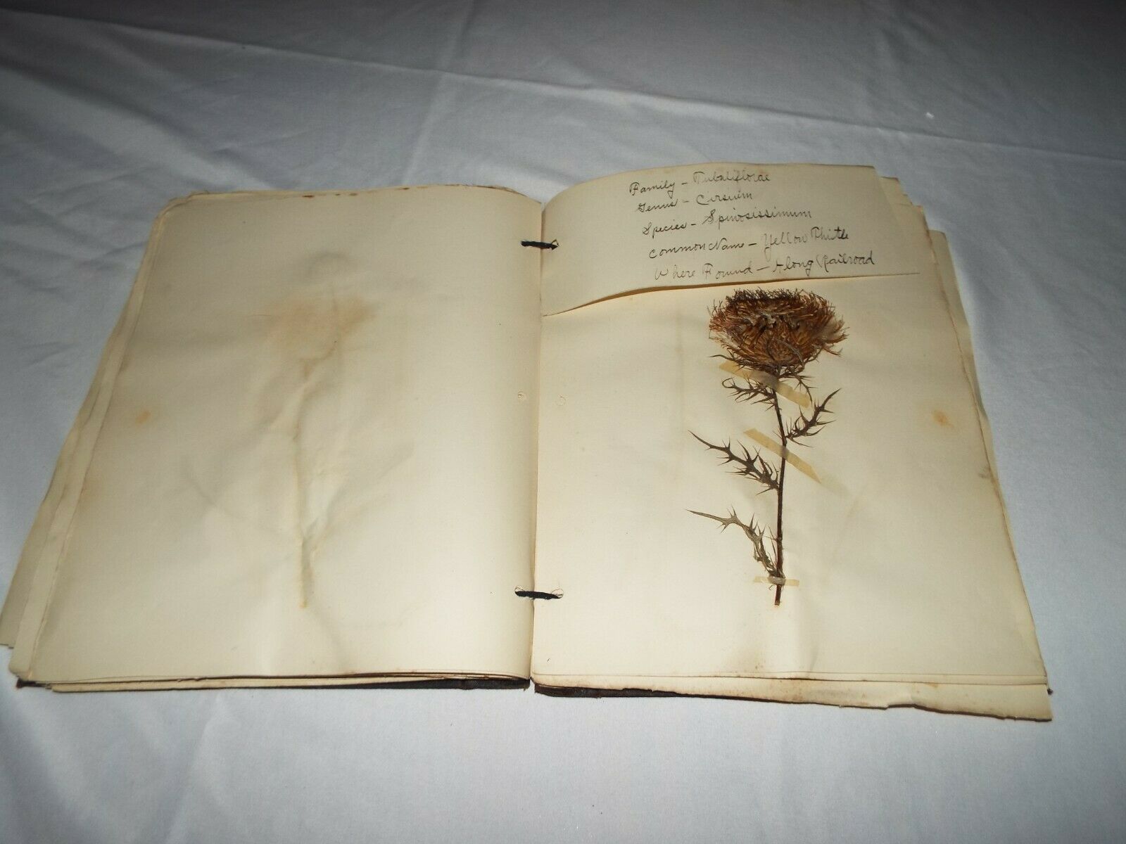 1917 Student Signed Biology School Used Notebook Drawings,plant Life Read!!!!!!!